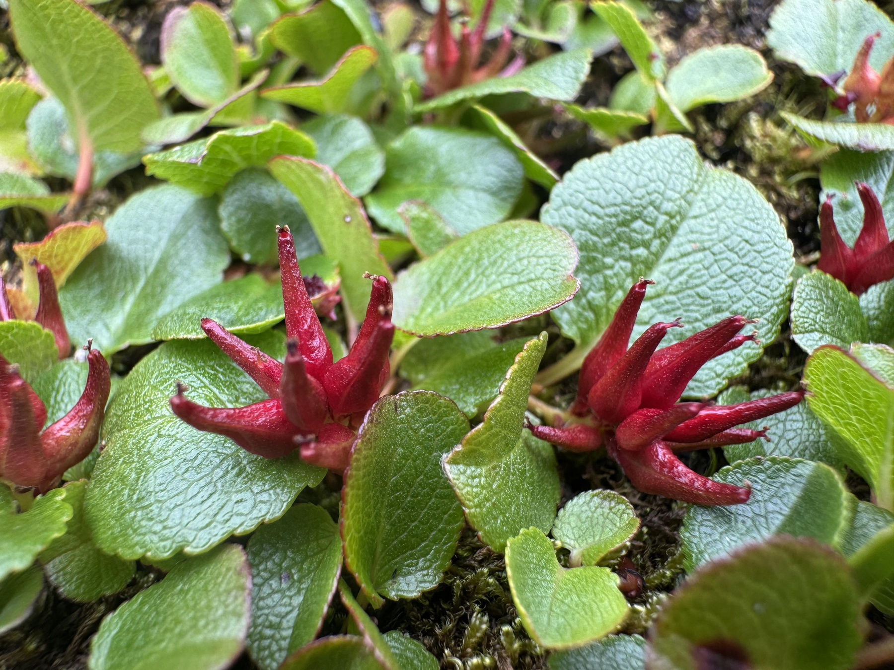 Знакомьтесь — это <em>Salix herbacea</em>, она же ива травянистая. Эти листики не больше моего ногтя